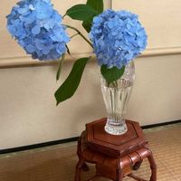 コレオプシス,紫陽花,コレオプシス　ルビーフロスト,多肉植物,紫陽花 アジサイ あじさいの画像