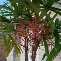 カンノンチク,観音竹の画像