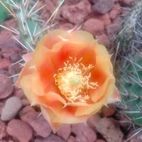 多肉植物,観葉植物,ユーフォルビア,ガーデニング,agaveの画像