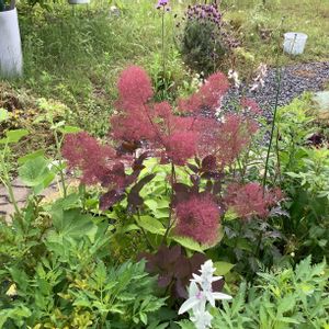 DIY,ガーデニング,手作り,庭の花,庭の画像
