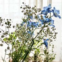 カスミソウ,デルフィニウム,切り花,花のある暮らしの画像