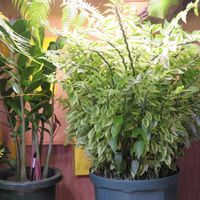 ダイギンリュウ,ザミオクルカス,観葉植物,癒し,インテリアグリーンの画像