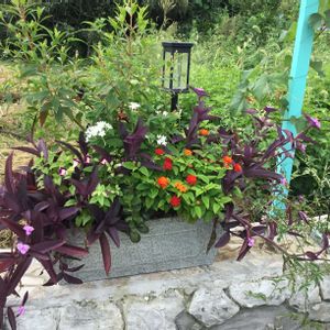 DIY,ガーデニング,手作り,庭の花,庭作りの画像