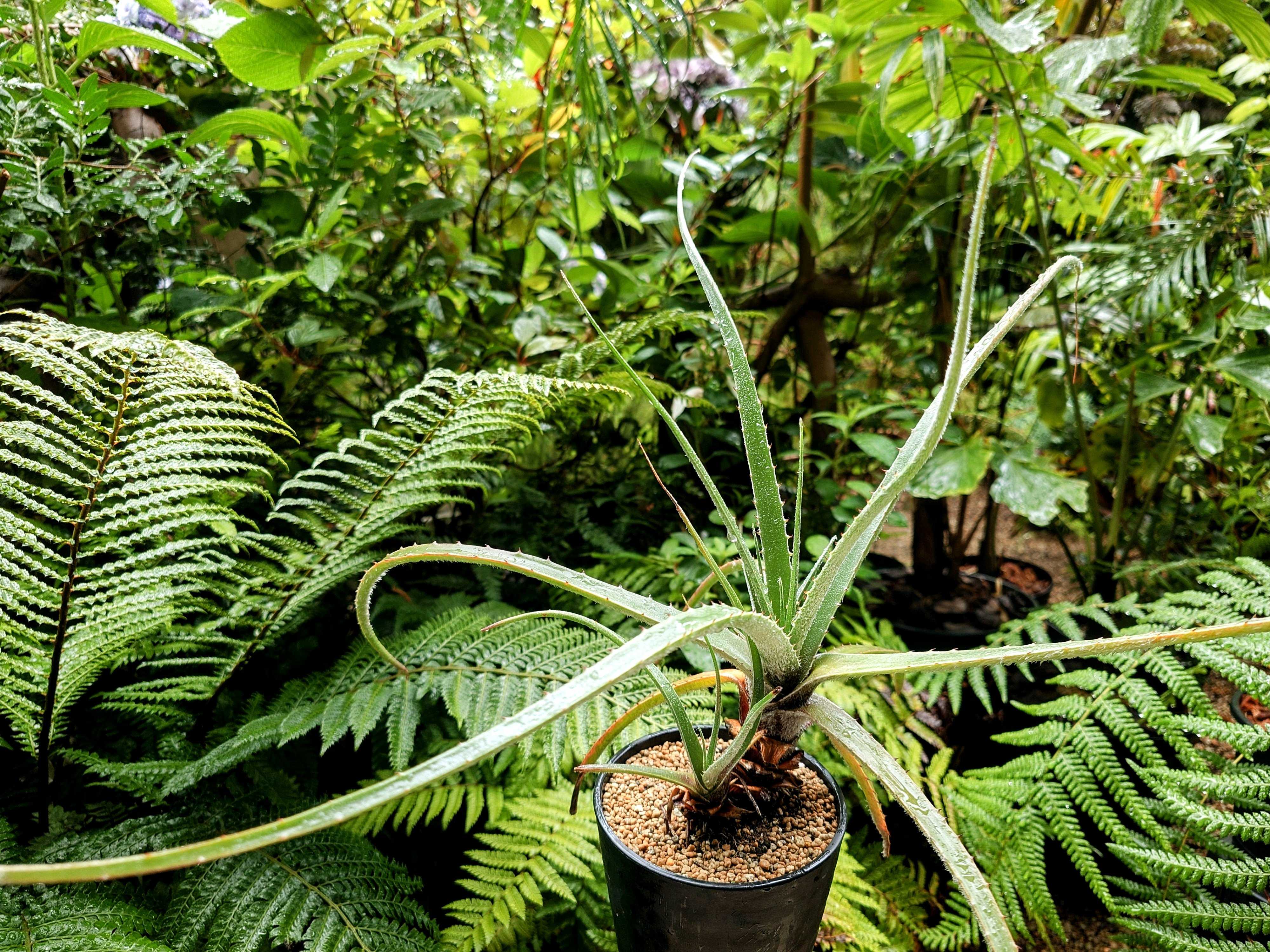 プヤの一覧｜🍀GreenSnap（グリーンスナップ）