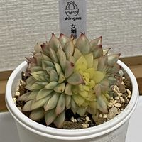 エケベリア,多肉植物,コチレドン の画像