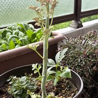 七宝樹,素人植え,ベランダの画像