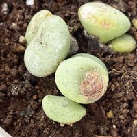 コノフィツム,多肉植物,ベランダの画像