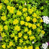 キリンソウ,花言葉,山野草,頂き物,花のある暮らしの画像