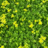 多肉植物,セダム属,開花,多肉植物とサボテン,万年草の画像