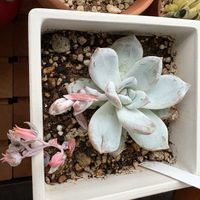 エケベリア,多肉植物,ベランダの画像
