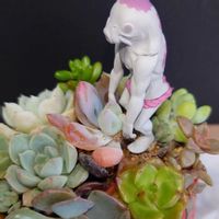 ハッピー,多肉植物,多肉寄せ植え,季節を楽しむ,梅雨に負けないの画像