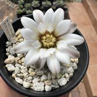 ハオルチア,多肉植物,agave,アロエ属,植中毒の画像