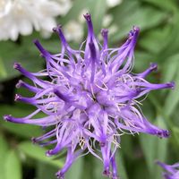 タマシャジン,タマシャジン,センダイハギ,センダイハギ(千代萩),マイガーデンの画像