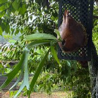 ビカクシダ,ネザーランド,ビカクシダ ネザーランド,板付け,夏の定位置の画像
