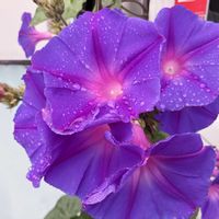 ノアサガオ(琉球朝顔),梅雨,風水,梅雨を楽しむ,梅雨の暮らしを彩るの画像