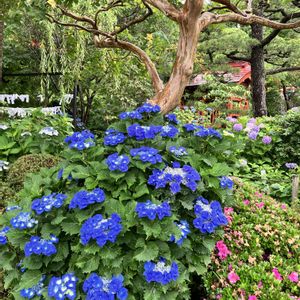 アジサイ,初夏の花,植栽,和の風景,お出かけ先の画像
