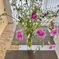 イタリアンパセリ,ナデシコ,ナチュラルガーデン,6月の庭の画像