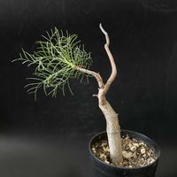 多肉植物,観葉植物,塊根植物,コーデックス,珍奇植物の画像