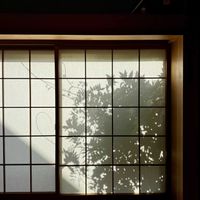 フジ,藤のツル,藤（ふじ）,半日陰,葉っぱの画像