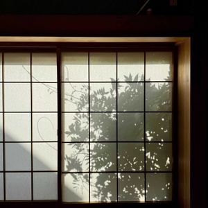 フジ,藤のツル,藤（ふじ）,半日陰,葉っぱの画像