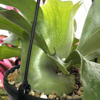 ビカクシダ,観葉植物, コウモリラン , ビカクシダ,HC産の画像