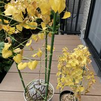 亀甲竜,アフリカ亀甲竜,ディオスコレア エレファンティプス,コーデックス,休眠の画像