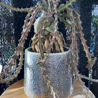 ユーフォルビア　クンチー,多肉植物,観葉植物,ユーフォルビアの画像