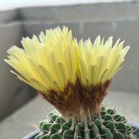 サボテン,パロジア ブイニンギー,多肉植物,サボテン科,サボテンの花の画像