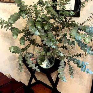 ユーカリ,観葉植物,水耕栽培,花瓶,花のある暮らしの画像