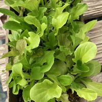 ミックスレタス,プランター野菜,おうち園芸,家庭菜園の画像