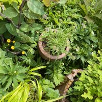 タマシャジンの画像