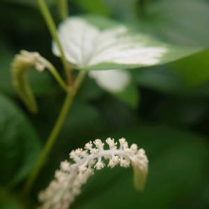 ガクアジサイ,半夏生 はんげしょう,散歩,花壇,庭園の画像