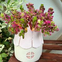サボテン,多肉植物 寄せ植え,多肉植物いろいろ,多肉植物,ガーデニングの画像