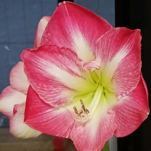 水耕栽培,花のある暮らし,植物のある暮らし,おうち園芸,窓辺の画像