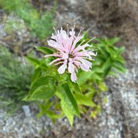 ハーブ,ピンクの花,無農薬,無肥料,庭の画像