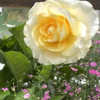 カスミソウ,薔薇,多肉植物,ガーデニング,庭の画像