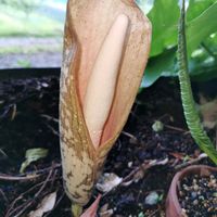コンニャク,かわいい,球根,球根植物,山野草の画像