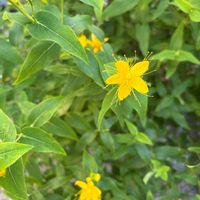 ハーブ,無農薬,黄色の花,無肥料,庭の画像