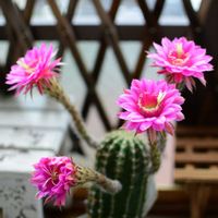 サボテン,多肉植物,サボテンの花,すーちゃんのサボテンの画像