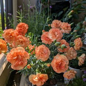 カーネーション,母の日,癒し♡,ベランダの画像