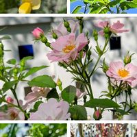 エニシダ,ジギタリス,ジューンベリー,ノリウツギ,アニスヒソップの画像