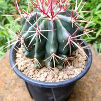 フェロカクタス 赤鳳,フェロカクタス 赤鳳,フェロカクタス属,珍奇植物,グランカクタスの画像