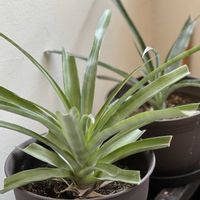 パイナップル,パイナップルの葉っぱ,花芽,癒し,花芽発見!の画像