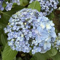 アジサイ,ウズアジサイ（オタフクアジサイ）,花のある暮らし,先祖がえり,小さな庭の画像
