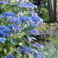 アジサイ,紫陽花,ガクアジサイ,額紫陽花,マイガーデンの画像