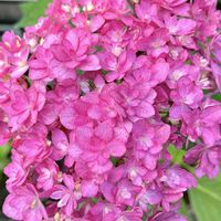 アジサイ,アジサイ ごきげんよう,花のある暮らし,おうち園芸,小さな庭の画像