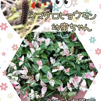 我が家の花壇,癒し,꒰ღ˘◡˘ற꒱かわゅ~,花のある暮らし,今日のお花の画像