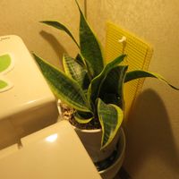 サンセベリア,観葉植物,癒し,インテリアグリーン,珍奇植物の画像