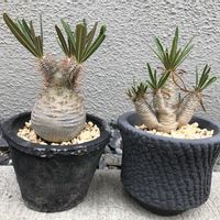 パキポディウム・グラキリス,多肉植物,塊根植物,多肉初心者,コーデックスの画像