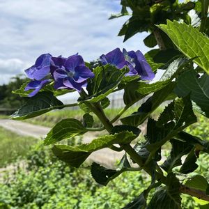 ガクアジサイ,母の日のプレゼント,紫陽花大好き,いつも、いいね!ありがとうございます(*´`)♡,いつも見てくれてありがとうございます❣️の画像